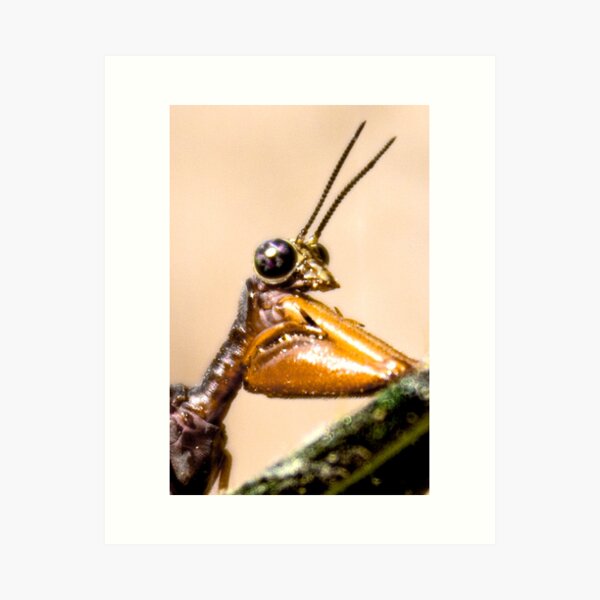 Bug Portrait Art Print