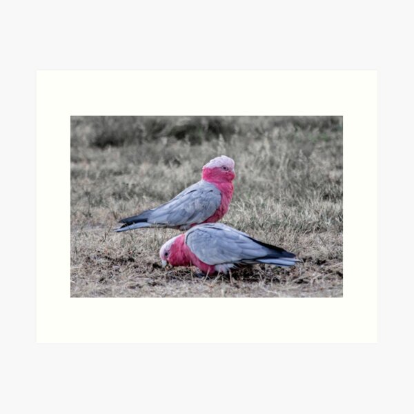 Galahs Art Print
