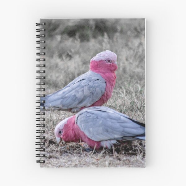 Item preview, Galahs designed and sold by Elysian Photography.