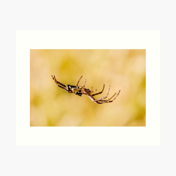 Out on a Web Art Print