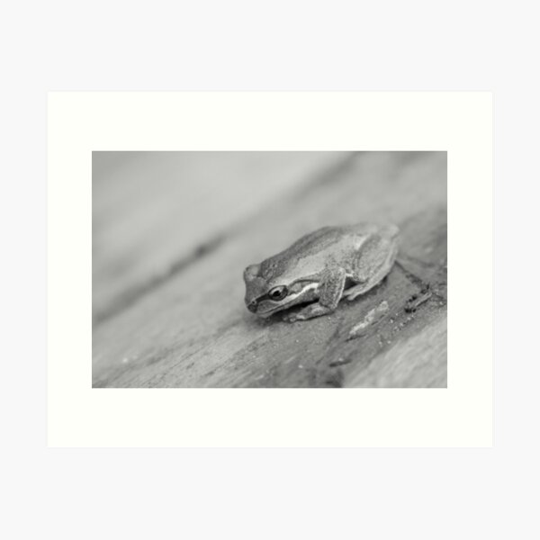 Froggy Art Print