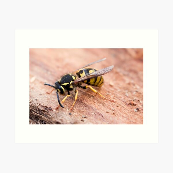 Sleepy Wasp Art Print