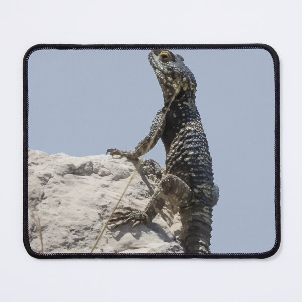 Item preview, Lizard Sunbathing On A Rock Vector designed and sold by taiche.