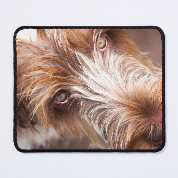 Item preview, Gazing up Spinone by heidiannemorris ©️ designed and sold by FOLK ART FUSION by heidiannemorris.