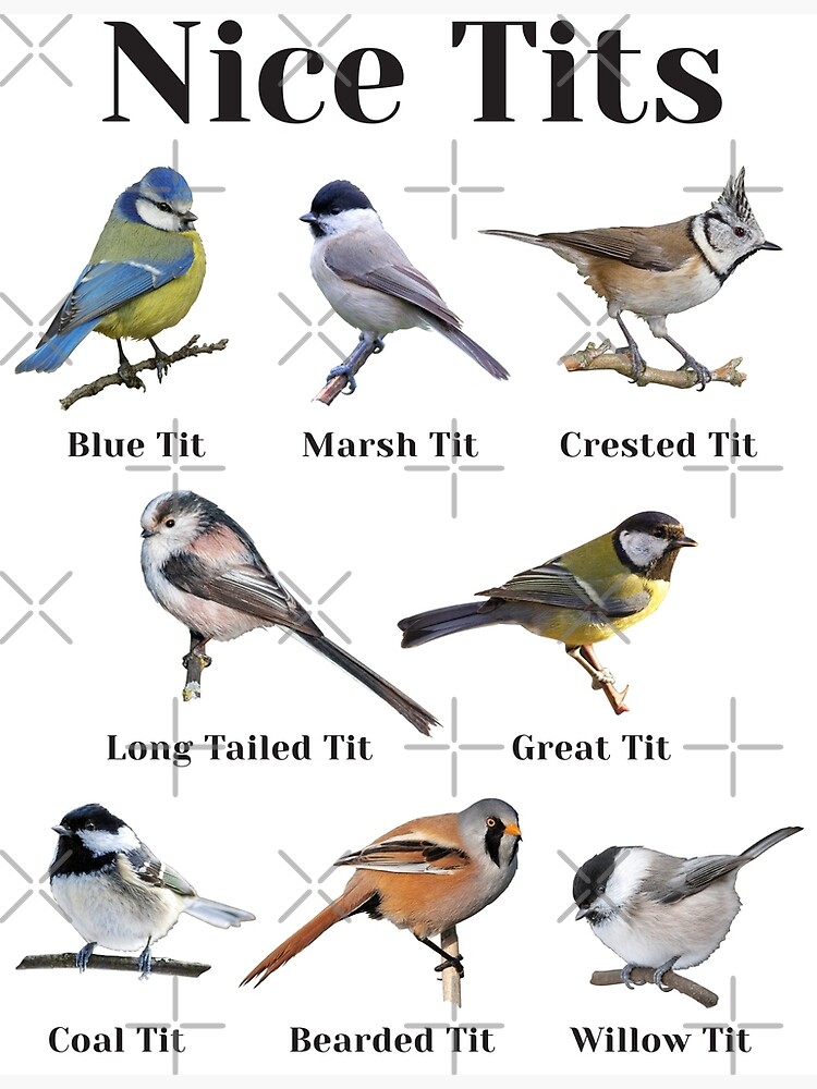 I Like Tits Mug With Color Inside Funny Bird Watching Gift 