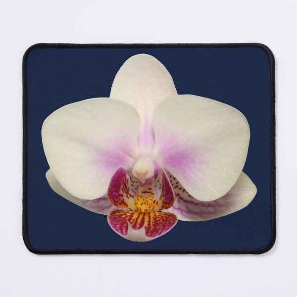 Item preview, Phalaenopsis or Moth Orchid designed and sold by quentinjlang.