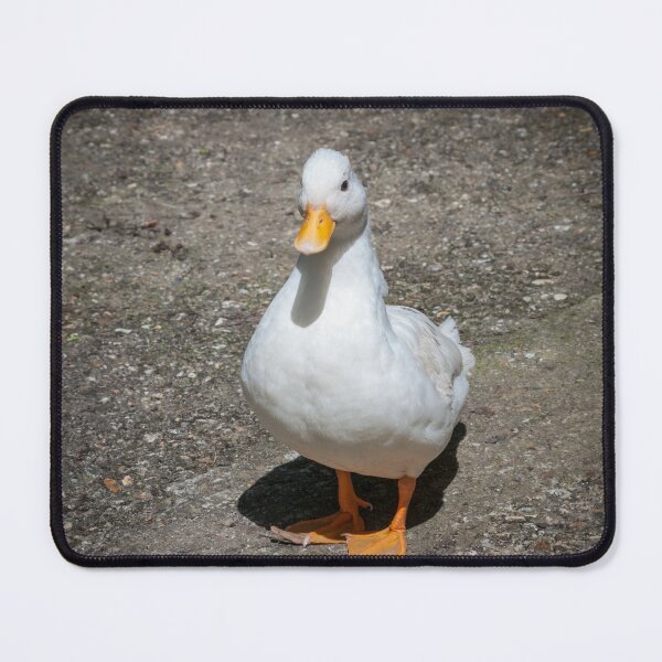 Item preview, White call duck posing. designed and sold by LindaCooke.
