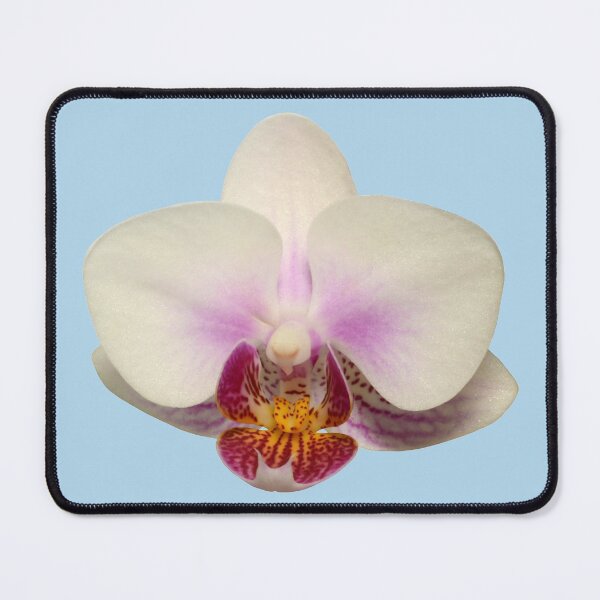Item preview, Phalaenopsis or Moth Orchid 3 designed and sold by quentinjlang.