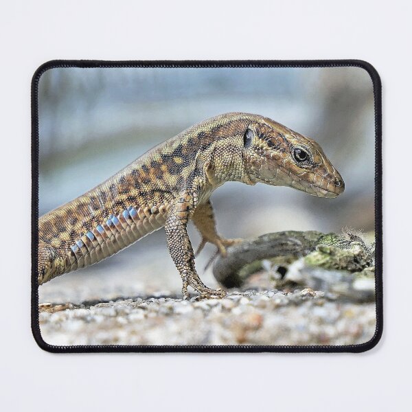 Item preview, r1841/ A beautifully arched Olavia-Olao Star Lizard - a beautifully arched Olavia-Olao Star Lizard by Okaïo Créations 2018 designed and sold by o.okaïo.