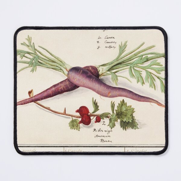 Item preview, Carrot, Daucus carota and red currant, Ribes rubrum (1596–1610) by Anselmus Boëtius de Boodt. Original from the Rijksmuseum. designed and sold by LenaShines.