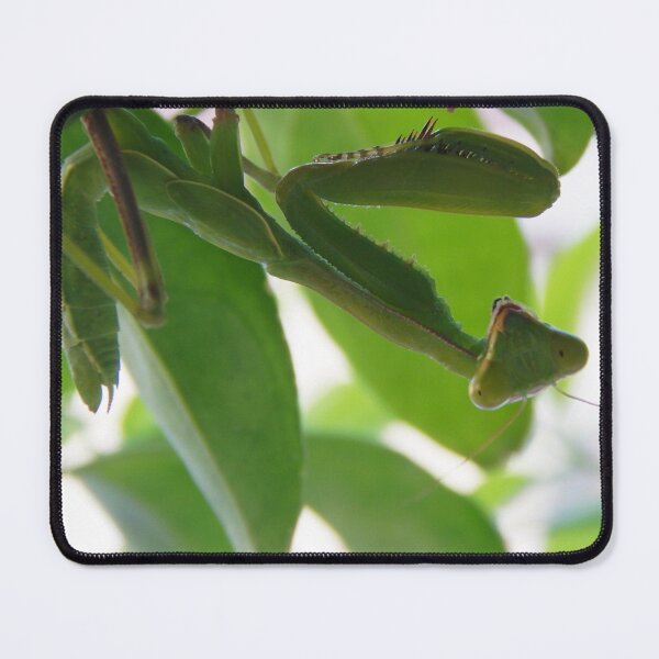 Item preview, Creepy crawly Mantis waits to pounce designed and sold by rayscollection.