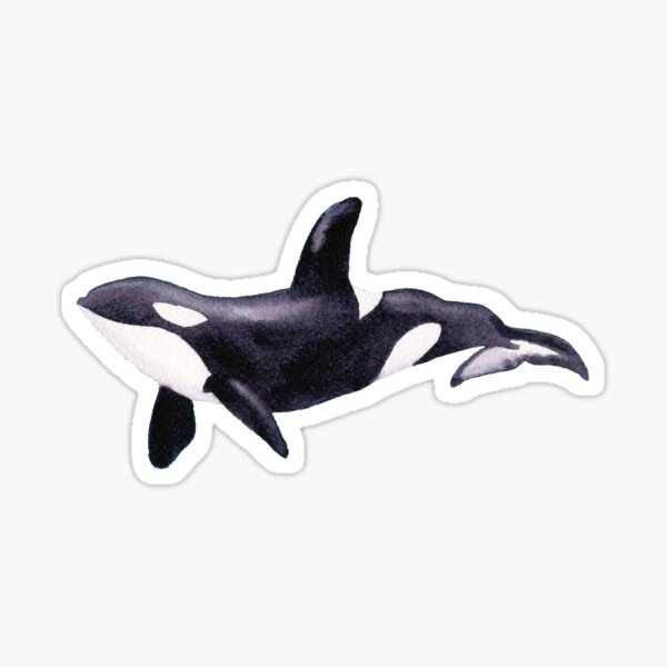 Underwater Orca Sticker
