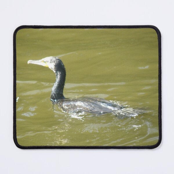 Item preview, Cormorant Swimming on a Sunny Day Photograph designed and sold by naturegallery.