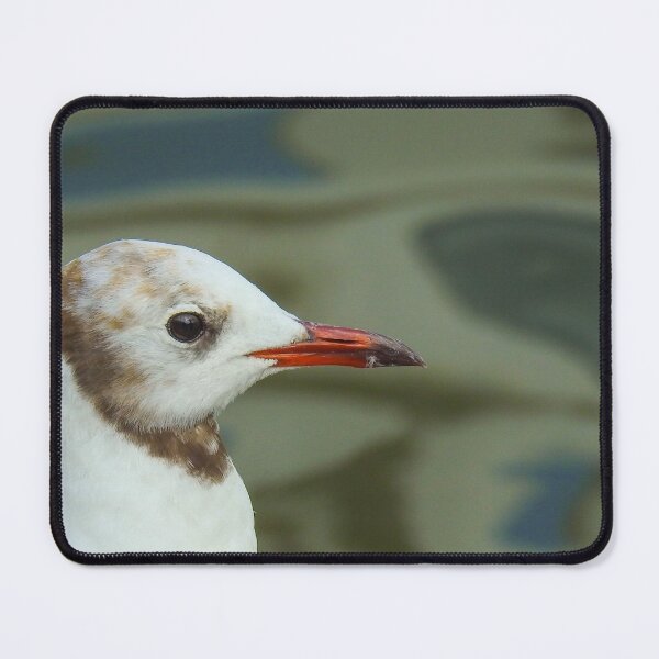 Item preview, Black headed gull close up designed and sold by Anita van Gendt.