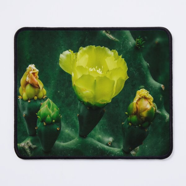 Item preview, Yellow prickly pear flowers are blooming designed and sold by Chee Sim.