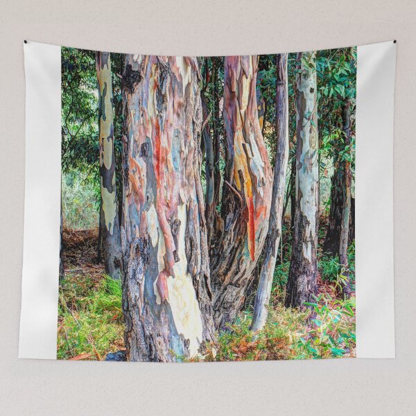 Item preview, Bent stem eucalyptus trees with colourful bark designed and sold by janesg.
