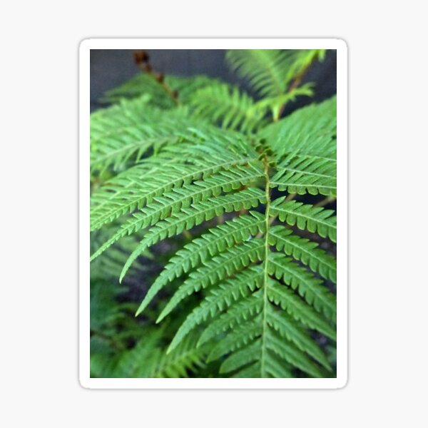 Fern in the Forest Sticker