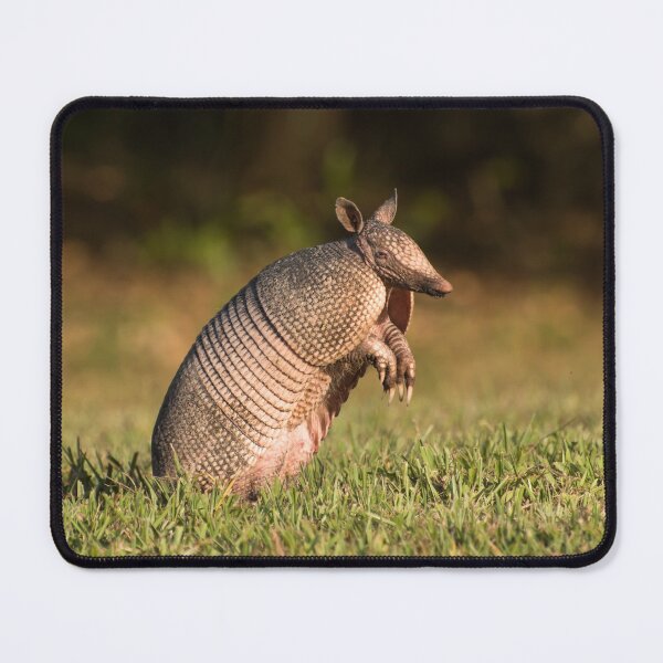 Item preview, Long-nosed Armadillo standing and watching designed and sold by Zina Stromberg.