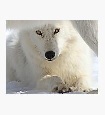 Obedience Photographic Print