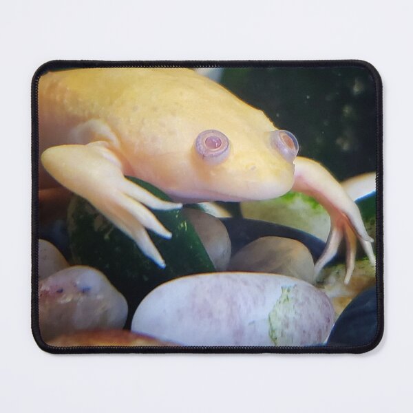 Item preview, African Clawed Frog designed and sold by Dead-Moroz.
