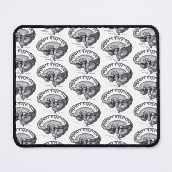 Item preview, Brain Anatomy designed and sold by BlueSpecsStudio.