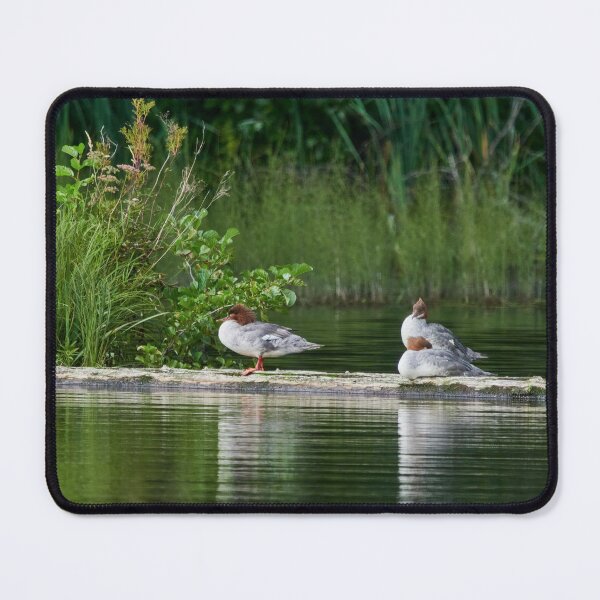 Item preview, The Sleeping Goosanders designed and sold by Jouko Lehto Photography.
