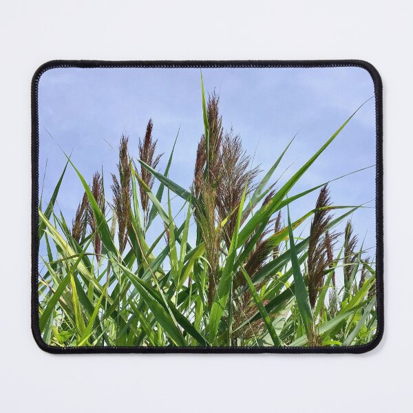 Item preview, Reed Stance designed and sold by South Bay Storyteller .