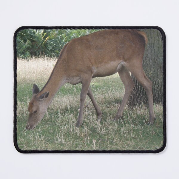 Item preview, Red Deer Grazing by A Tree Photograph designed and sold by naturegallery.