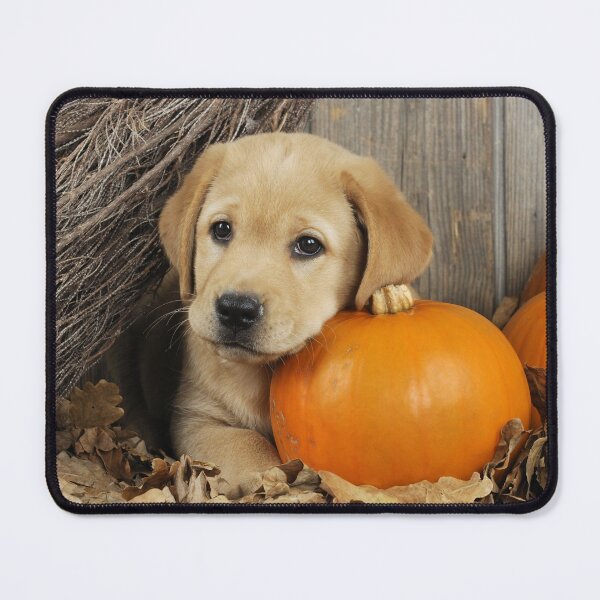 Item preview, Labrador Retriever Puppy Dog With a Pumpkin designed and sold by ScienceSource.