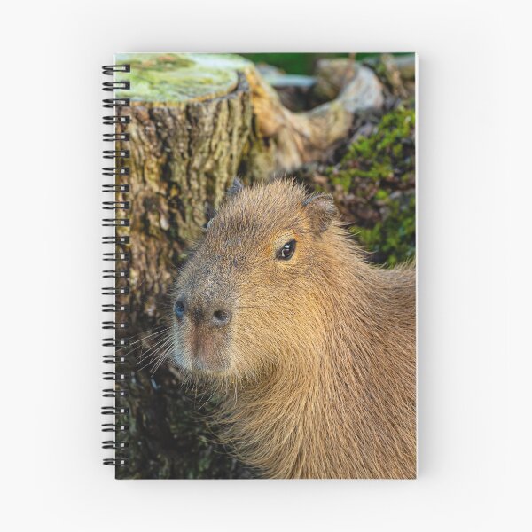 Item preview, Just watching the world go by designed and sold by Dalyndigital Photography.
