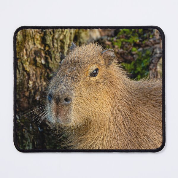 Item preview, Just watching the world go by designed and sold by Dalyndigital Photography.