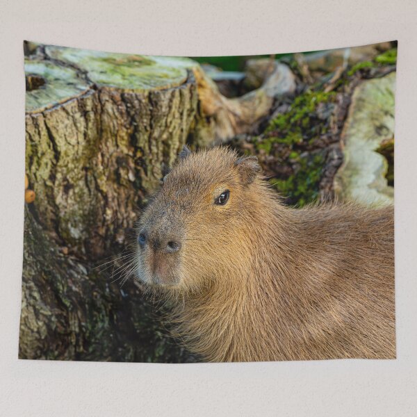 Item preview, Just watching the world go by designed and sold by Dalyndigital Photography.