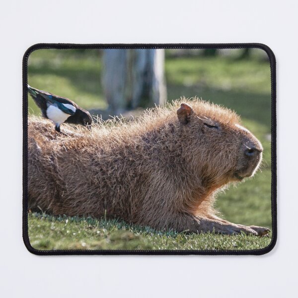 Item preview, Capybara and Magpie friend looking for insects to eat designed and sold by Dalyndigital Photography.