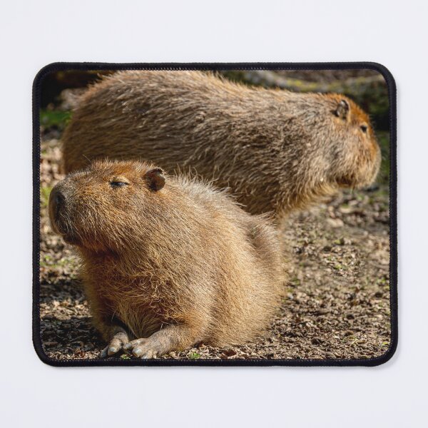 Item preview, Just resting Capybara designed and sold by Dalyndigital Photography.