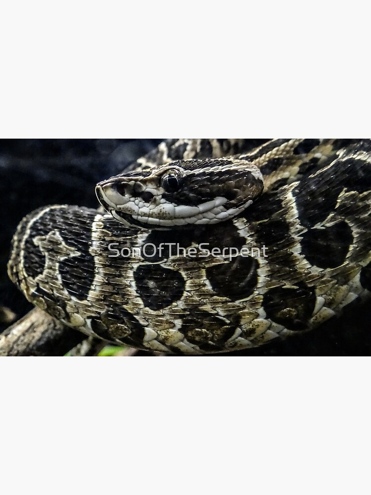 Spiny Bush Viper Poster for Sale by Influnecedby