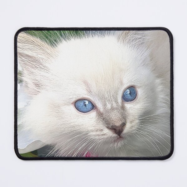 Item preview, Ragdoll kitten designed and sold by Fluffycat2020.