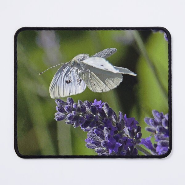 Item preview, Love Papillons - Butterfly 20 (h) Okaio Création Panasonic fz 1000 510.000 photos 2016 designed and sold by o.okaïo.