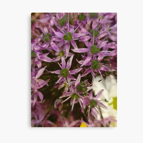 In Bloom Canvas Print