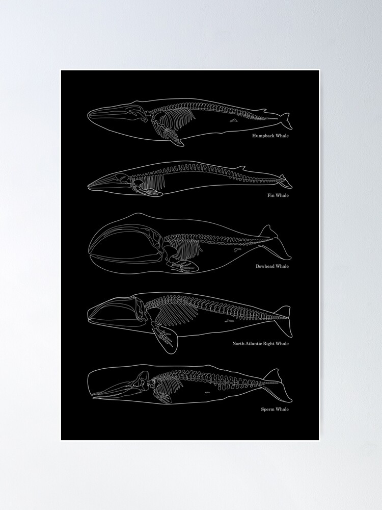 Finding Moby: North Atlantic Whale Bone Identification