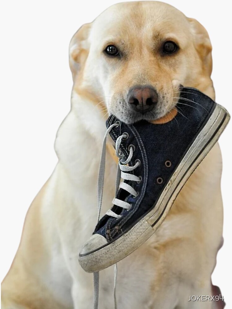 Dogs in shoes online funny