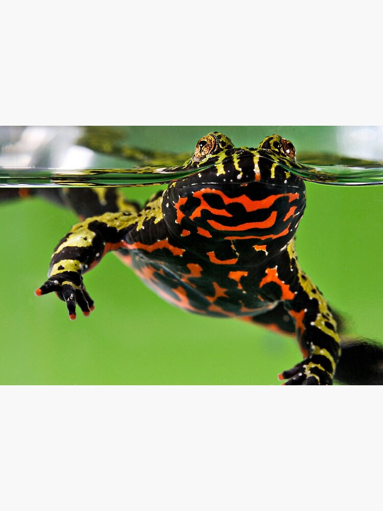 Oriental fire bellied sales toad for sale