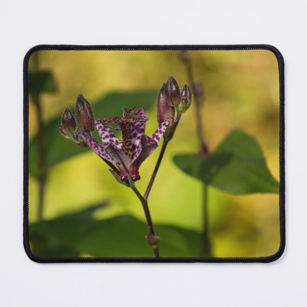 Item preview, Exotic Tricyrtis Lily designed and sold by Georgia Mizuleva.