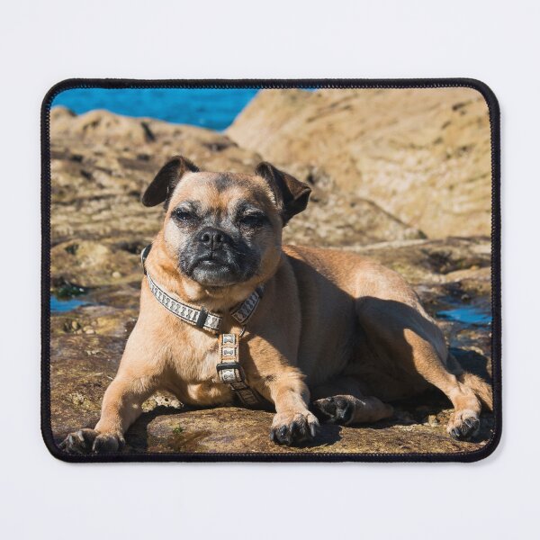 Item preview, Pug cross jack russell dog sitting on rocks at umina beach on nsw central coast designed and sold by Geoff Wols.