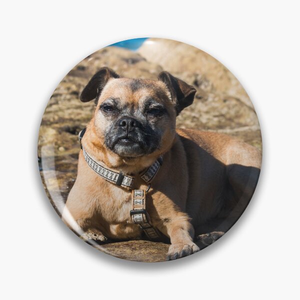 Item preview, Pug cross jack russell dog sitting on rocks at umina beach on nsw central coast designed and sold by Geoff Wols.