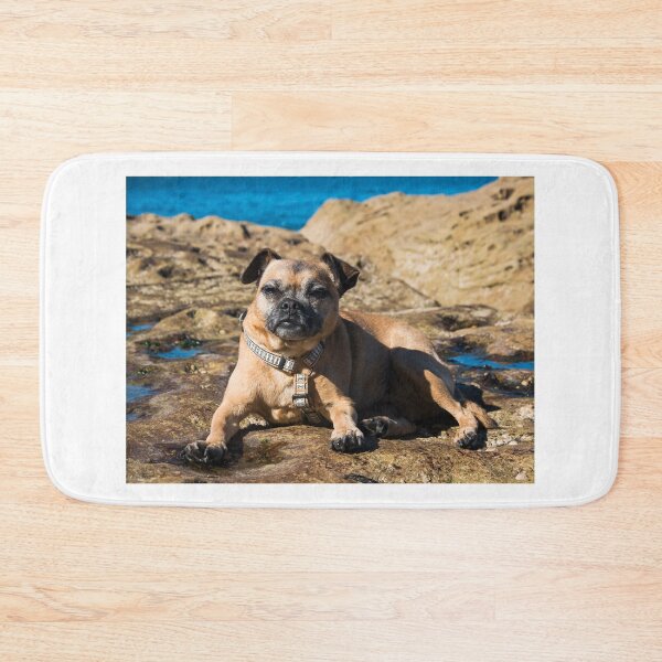 Item preview, Pug cross jack russell dog sitting on rocks at umina beach on nsw central coast designed and sold by Geoff Wols.