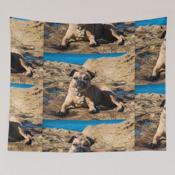 Item preview, Pug cross jack russell dog sitting on rocks at umina beach on nsw central coast designed and sold by Geoff Wols.