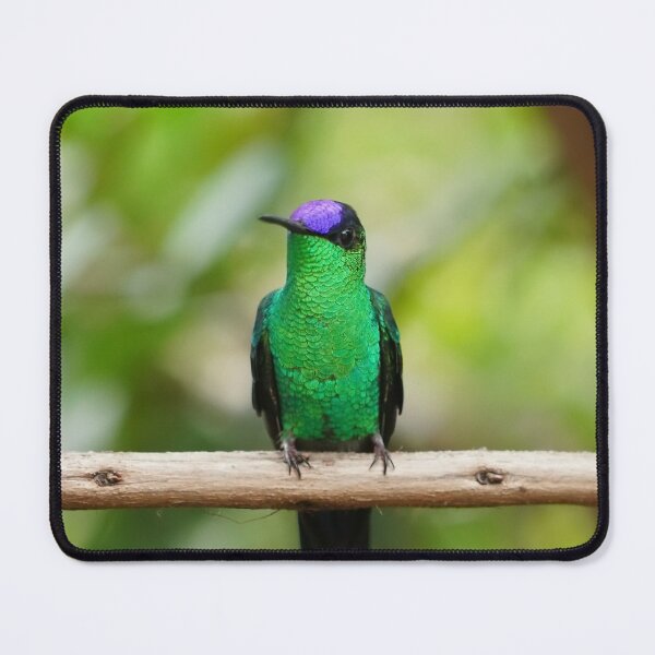 Item preview, Violetcapped Woodnymph Hummingbird designed and sold by anafrancisconi.