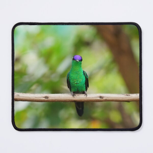 Item preview, Violetcapped Woodnymph Hummingbird designed and sold by anafrancisconi.