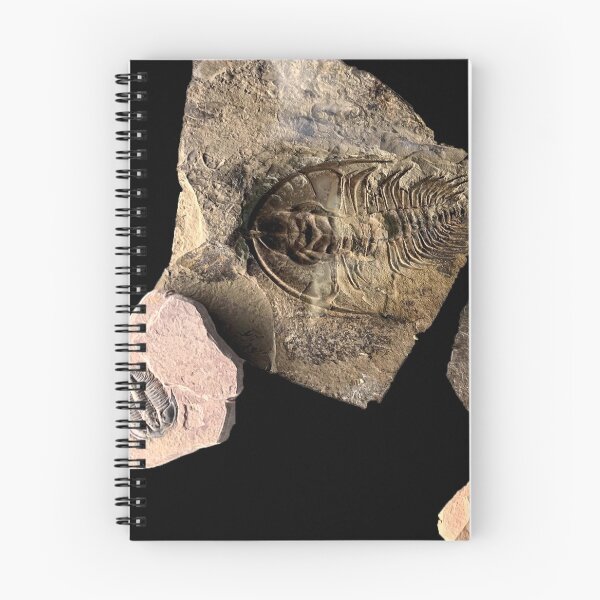 Item preview, Trilobite designed and sold by sd749.