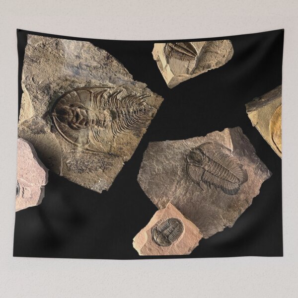 Item preview, Trilobite designed and sold by sd749.